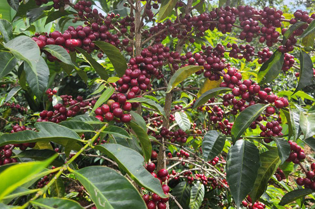 mohi coffee chery beans