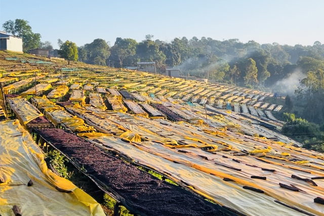 mohi coffee dry mill site