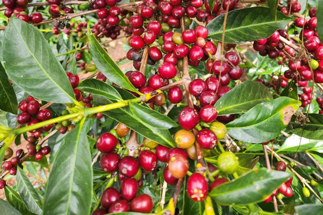 mohi coffee export chery beans