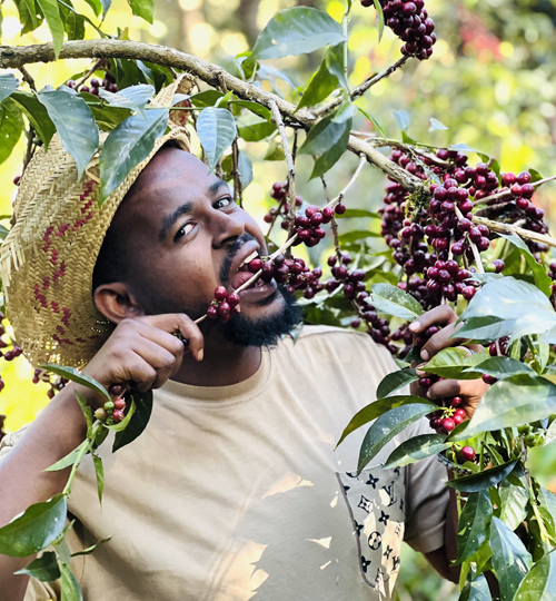 mohi,arbegona woreda bursa shafamo