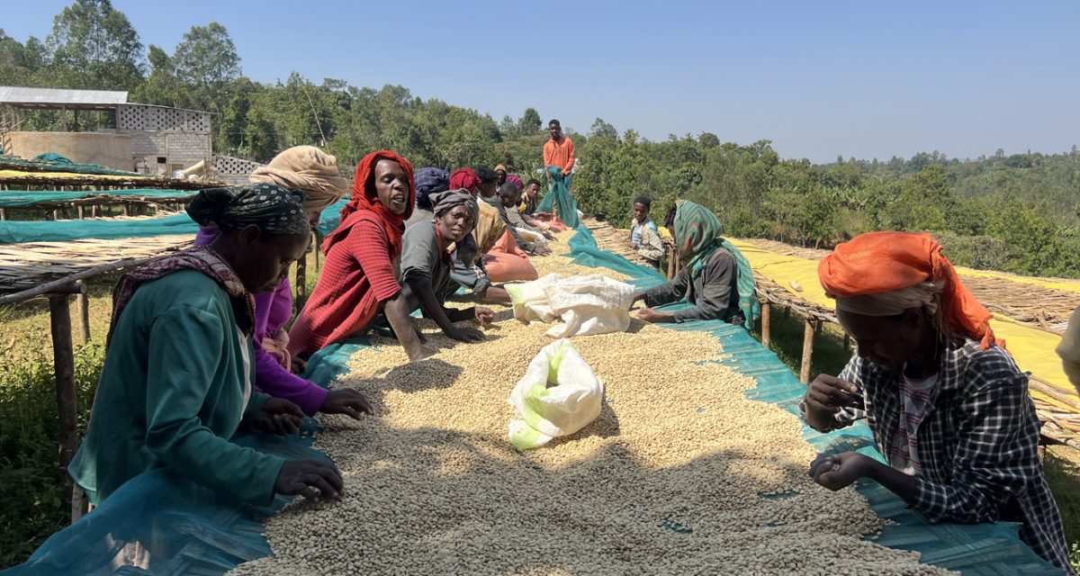 mohi coffee export site